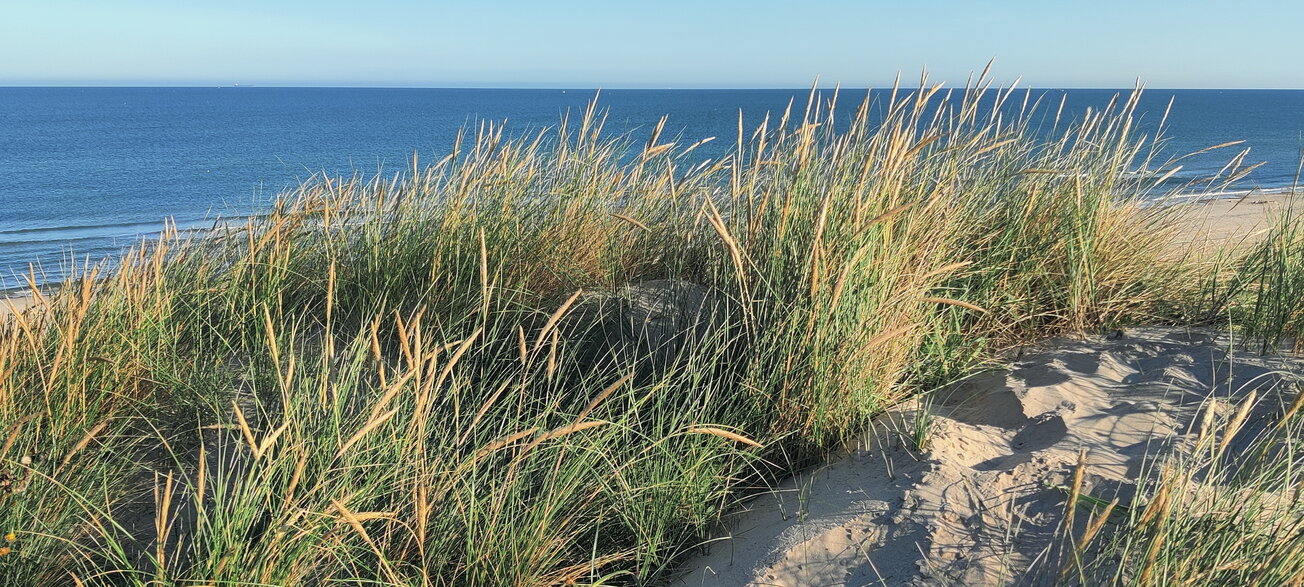 Eine Düne in Dänemark mit Meerblick